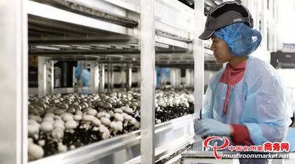 澳大利亞Costa集團推出VR護目鏡，革新食用菌采摘優化水果零售